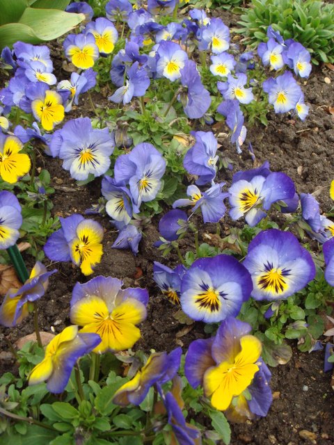 Viola hybrida 'Ultima Morpho'